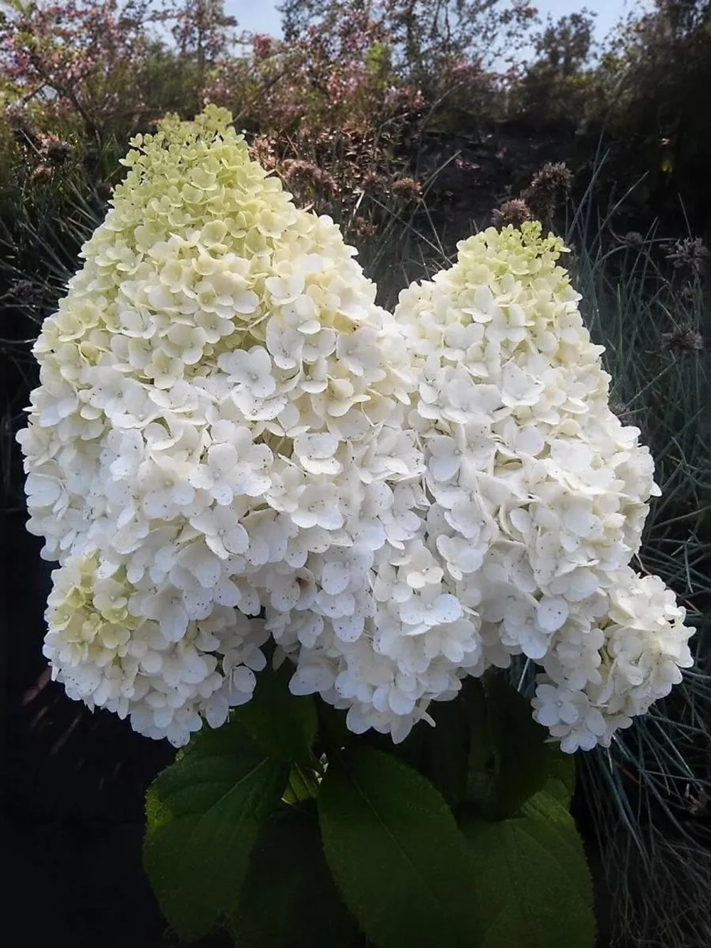 Гортензия метельчатая Диамантино