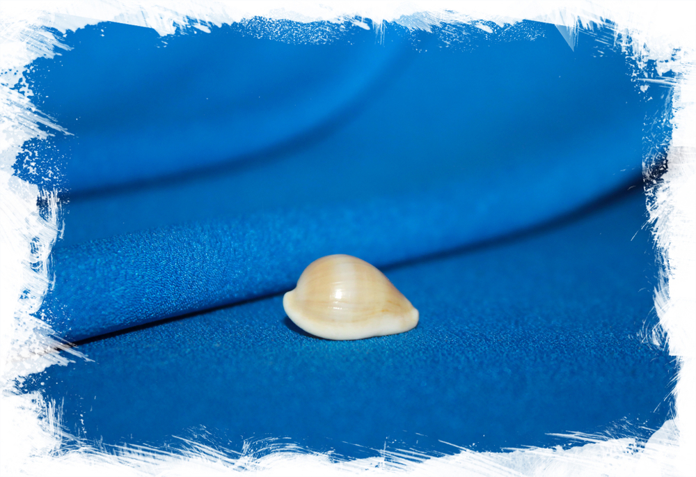 Margovula bimaculata