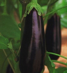 ФАРАМА F1 семена баклажана (Clause | Alexagro)