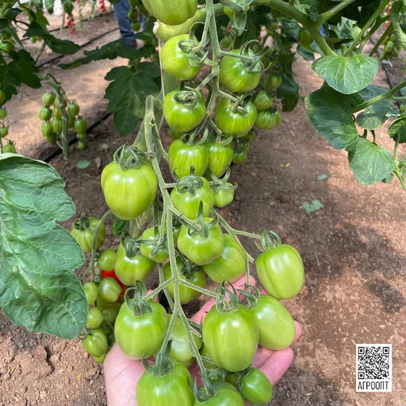 Папелетто F1 семена томата (Rijk Zwaan/Райк Цваан) культура – фото 4