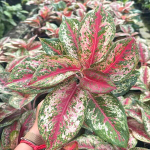 Аглаонема PLATINUM KARAT