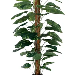 Диффенбахия высота 152 см