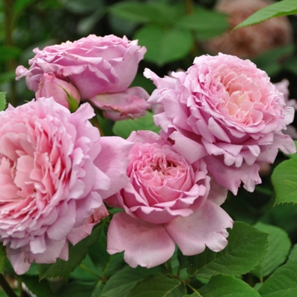 Роза плетистая "Bienvenue"