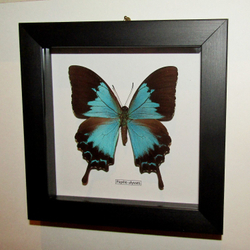 Бабочка Papilio ulysses самка в рамке
