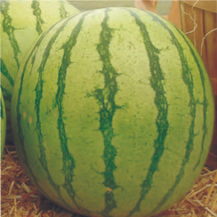 Регус F1 семена арбуза (Sakata / Саката)