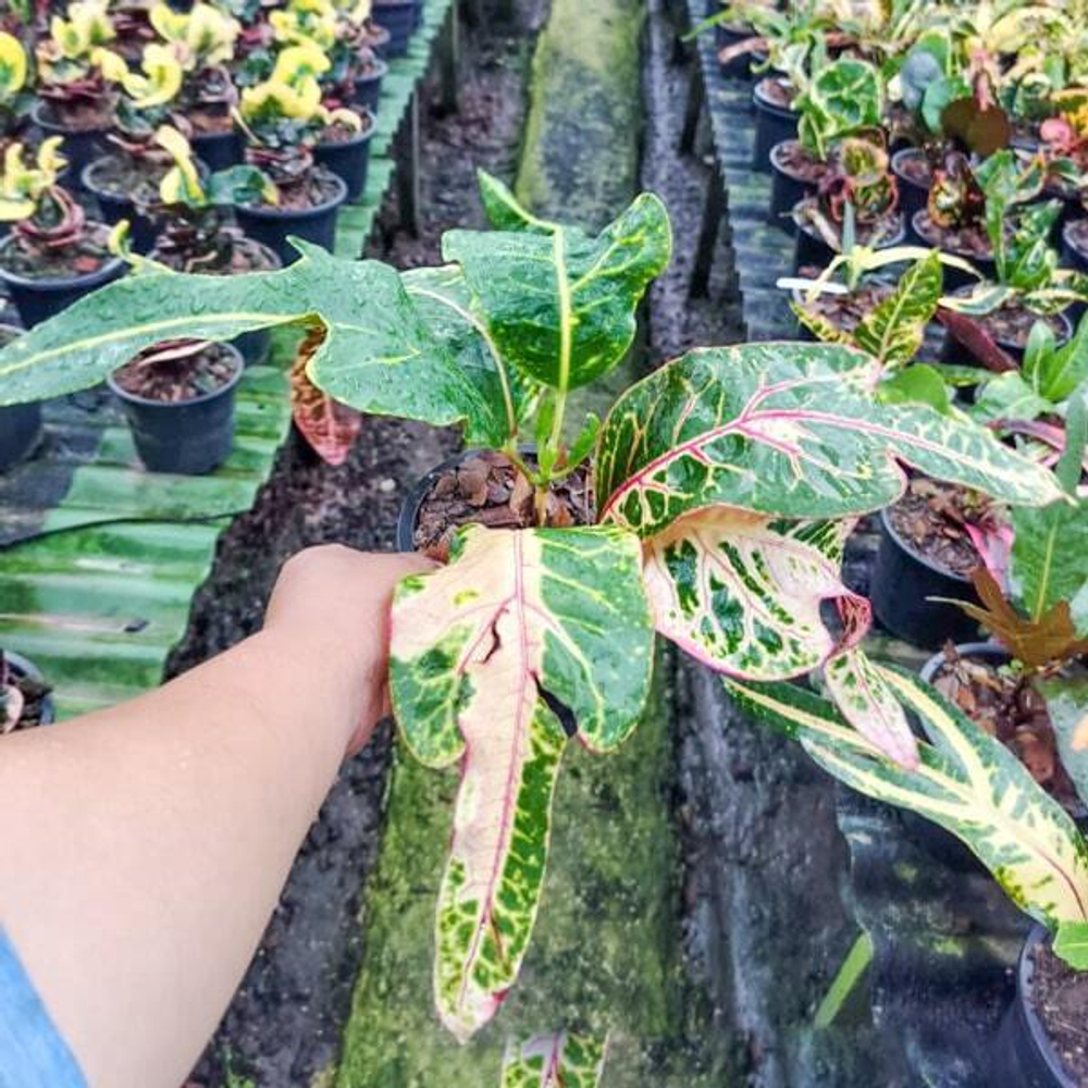 Кротон GAEW GANLAYA