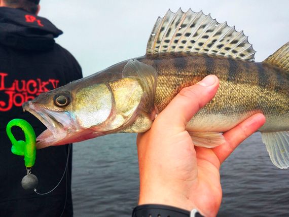 Виброхвосты съедобные LJ Pro Series MINNOW 5.5in (13,9 см), цв. T18, 4 шт.