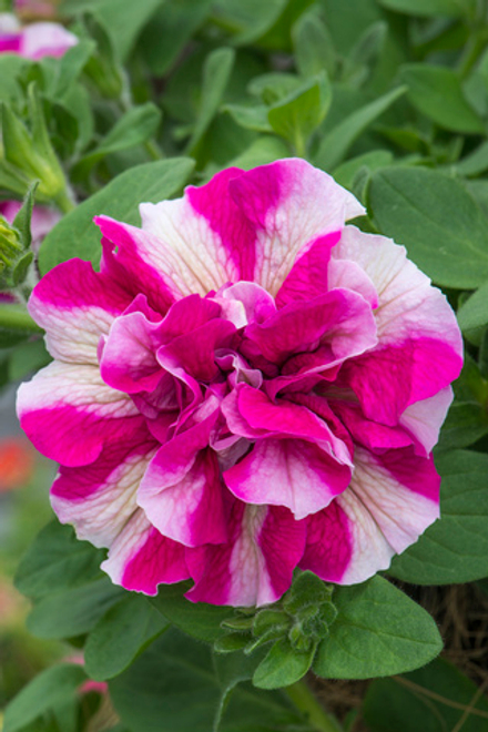 ЕВРО Петуния Tumbelina Rosy Ripple укорененный черенок ОКС февраль 26 Kohen