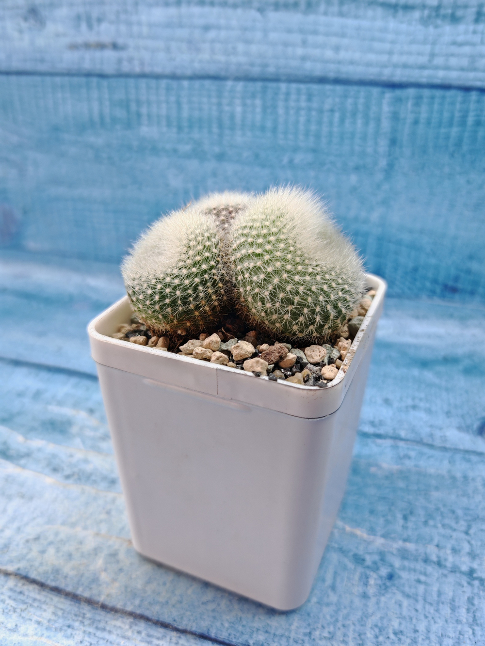 Notocactus Haselbergii triple (Нотокактус)