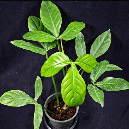 Филодендрон TRIPARTITUM