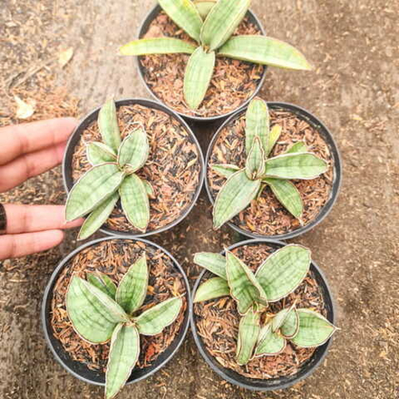 Сансевиерия SILVER BAT