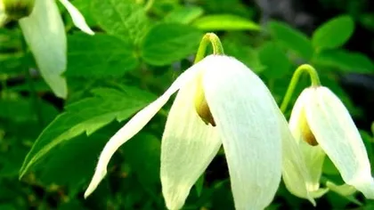 Княжик сибирский (побеги)