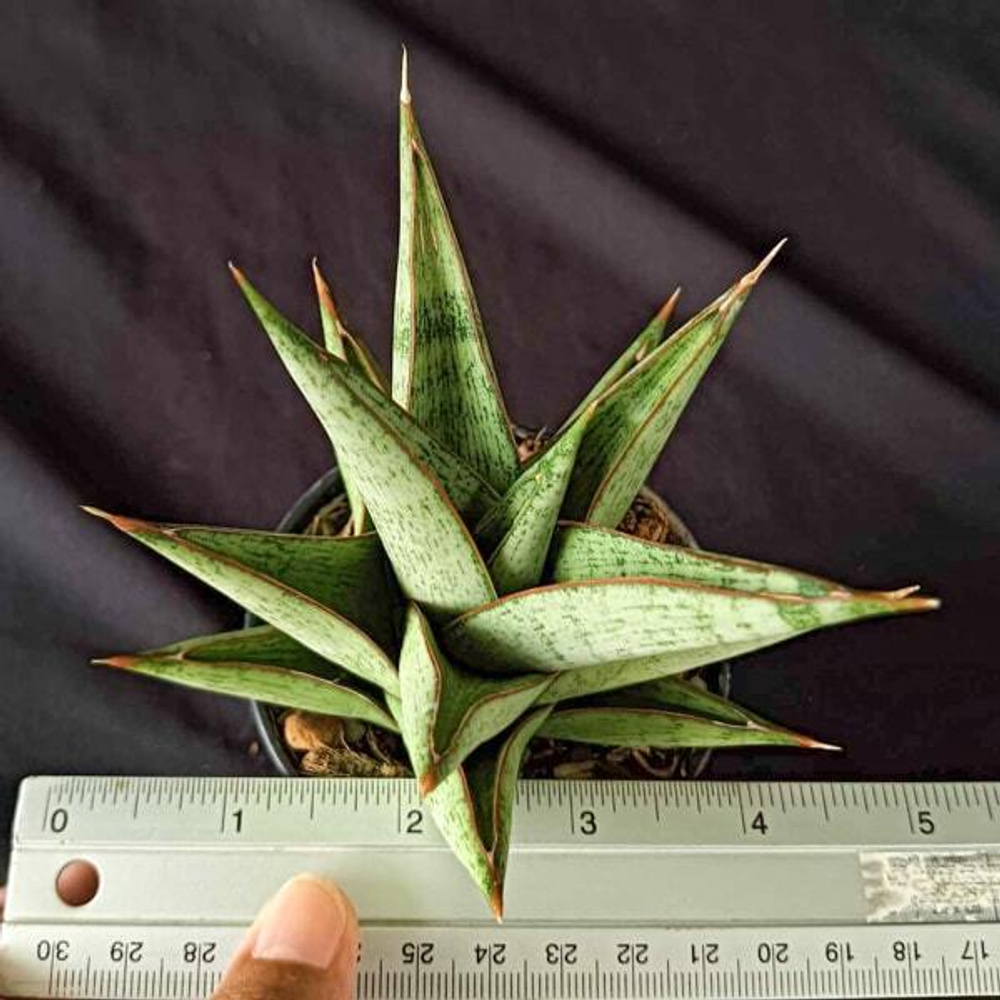 Сансевиерия ROCKMAN