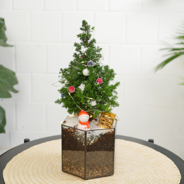 Готовый новогодний флорариум в призме