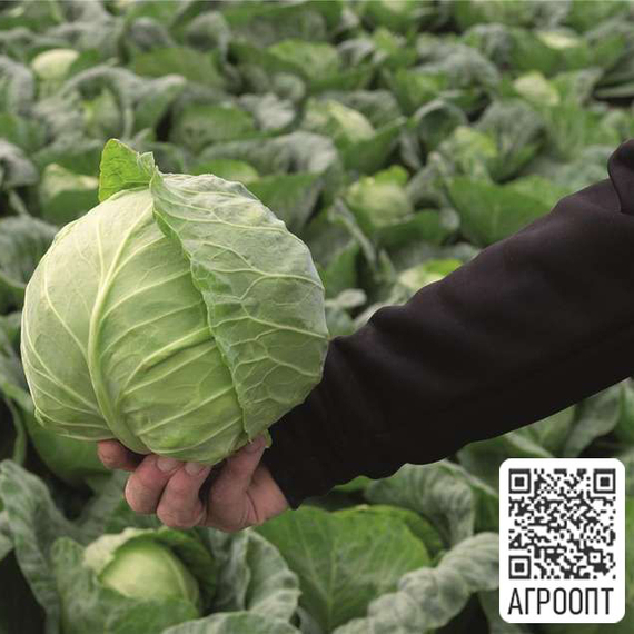 КРАУТКАЙЗЕР F1 семена капусты белокочанной (Bejo | Alexagro) – фото 2
