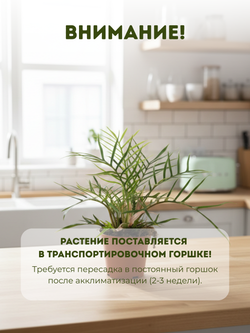 Филодендрон Christmas tree д.12