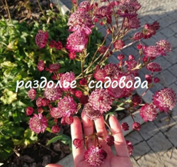 Астранция Мулен Руж (горшок 3л)