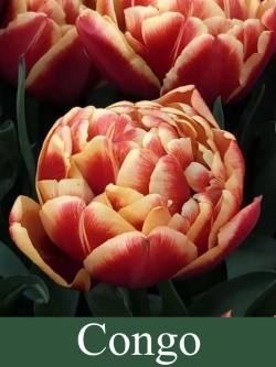 Тюльпаны Congo 4 шт, набор луковиц