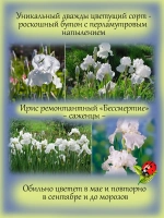 Ирис Бессмертие ремонтантный Имморталити