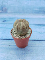 Euphoria Obesa (Эуфорбия)