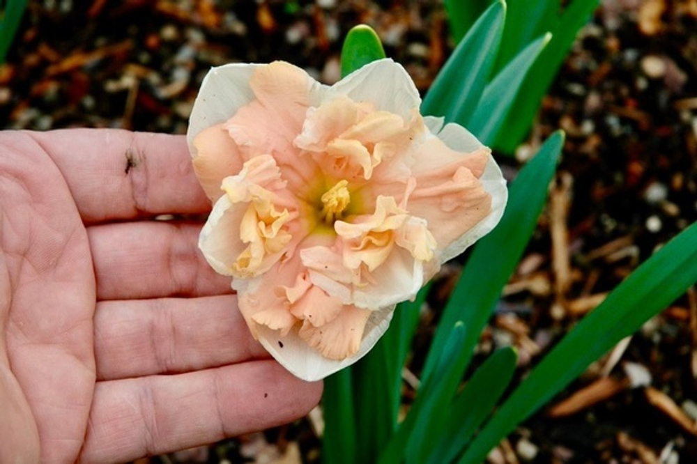 Нарцисс Apricot Whirl (луковицы 3шт )