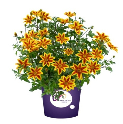 Ч1 Биденс Вlazing star