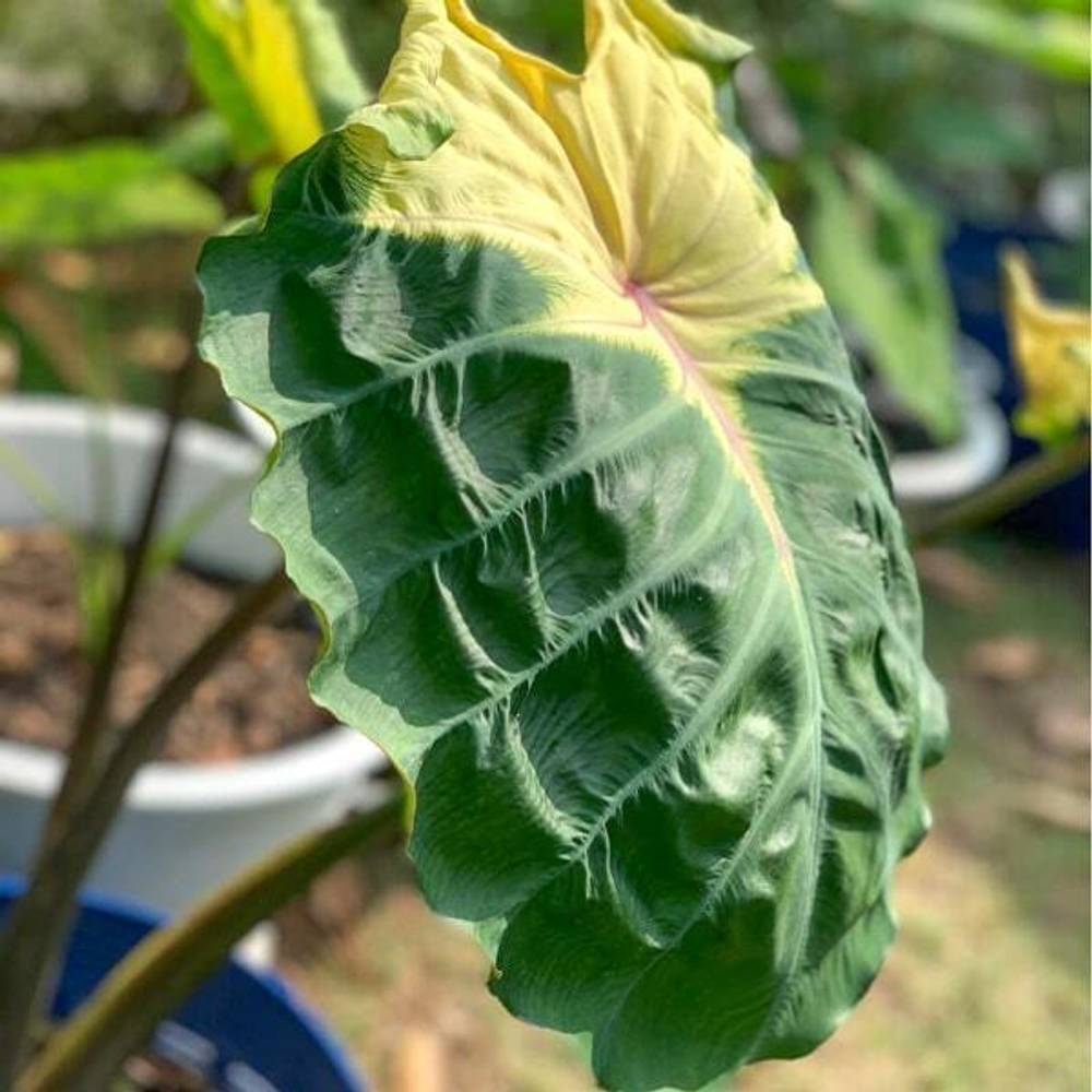 Колоказия JADE CRANE