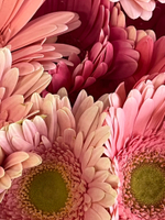 Букет из гербер в розовом оттенке 25 шт