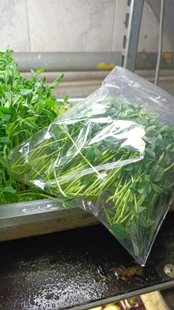 Микрозелень горошка