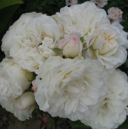 Роза шраб Бланк Мейяндекор ОКС конец апреля -май 2026