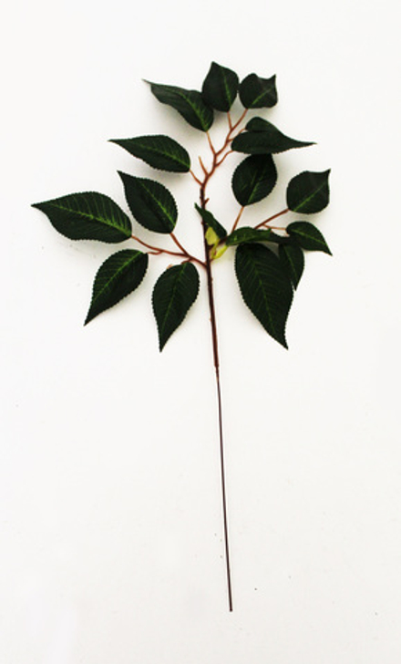 Ветка черешни