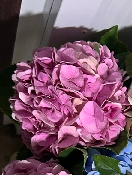 Розовая гортензия+3 белые земблы+зелень+ФОТО!!!