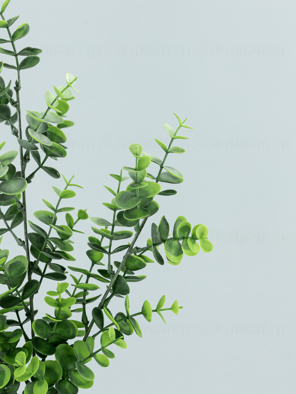 Ветка Эвкалипта Амалия