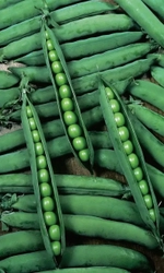 Семена Капуста цветная Египетские Пирамиды 0,2 гр (УД) Е/П