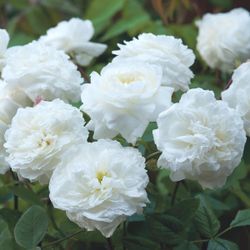 Сьюзен Уильямс-Эллис (Susan Williams-Ellis)