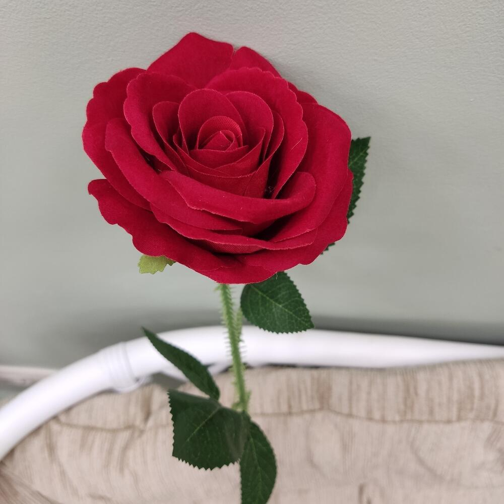 Красная бархатная роза