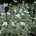 Ясколка биберштейна. Cerastium biebersteinii.