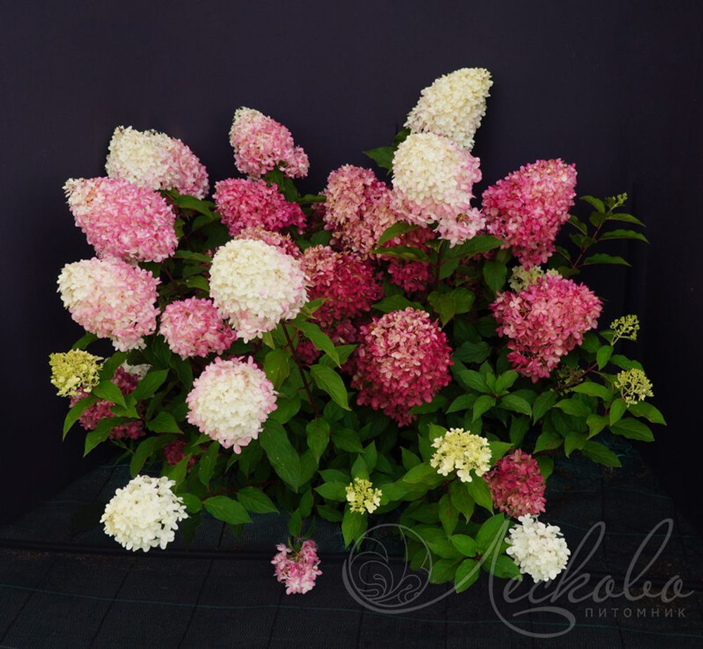 Гортензия метельчатая "Пинкачу Р9 Закупка М59 апрель 2026