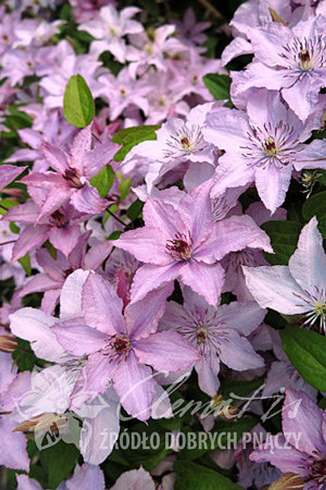 Клематис гибридный Хагли Хибрид Закупка М33 апрель 2026 Клематис гибридный Хагли Хибрид Закупка М33 апрель 2026