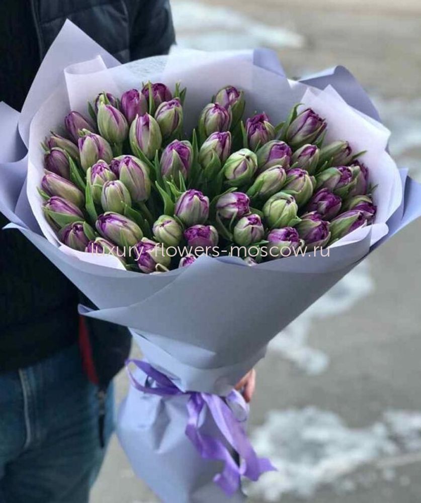 51 темно фиолетовый пионовидный тюльпан