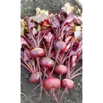 Семена Свекла Грибовская плоская - столовая (Марс) Б/П