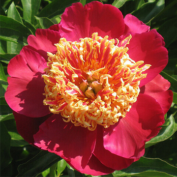 Пион Сворд Данс