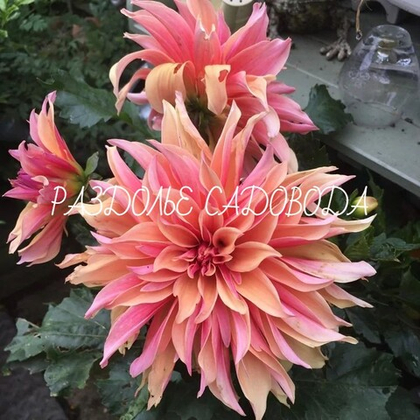 Георгина декоративная Лабиринт