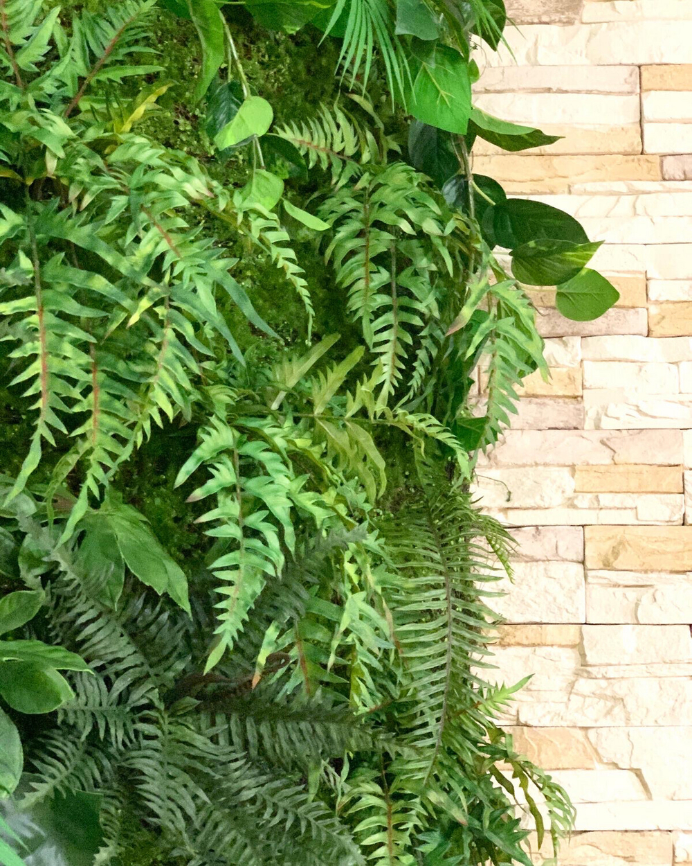 Папоротник оноклея 48 см