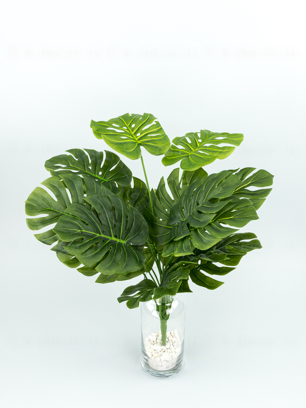 Куст монстеры Биг