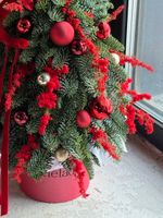 Елка из нобилиса