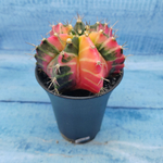 Gymnocalycium Variegata (Гимнокалициум Вариегатный)