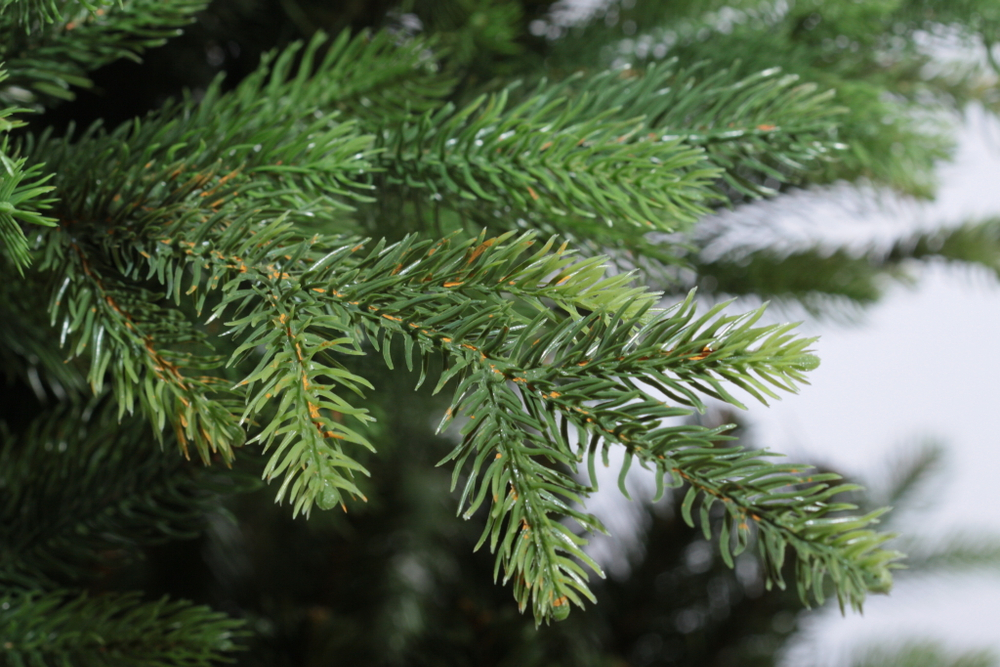 Ель искусственная Царь елка Офелия 150 см ОФ-150