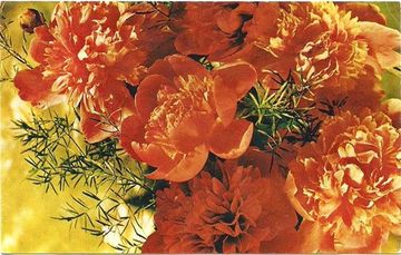 Открытка (почтовое вложение) "Пионы" фото Б. Максимова