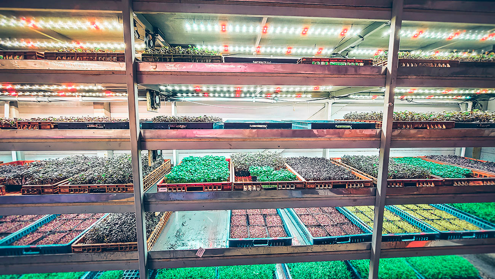 Фитолампа для освещения растений в теплицах и гроубоксах